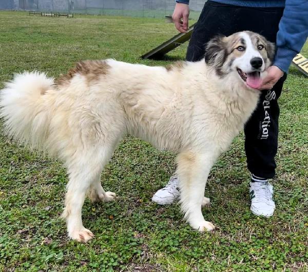 Chicca Splendida Cagnolona